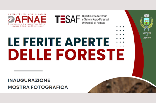 Collegamento a Le ferite aperte delle foreste